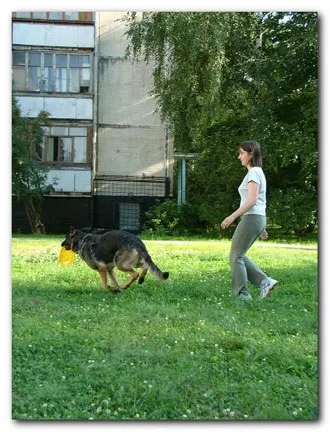 Навчання dog-frisbee (використовувати) Навчання dog-frisbee