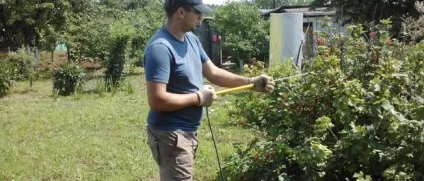 Обробка смородини навесні від хвороб і шкідників (навесні) Обробка смородини навесні від хвороб і шкідників