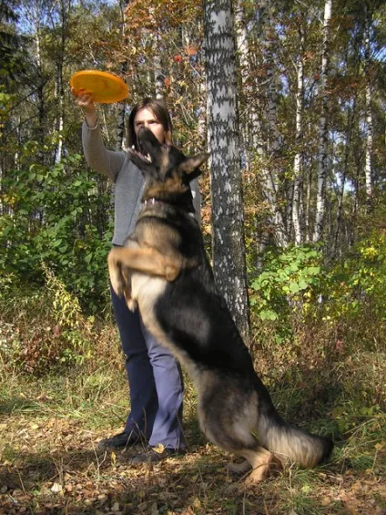 Навчання dog-frisbee (кола) Навчання dog-frisbee