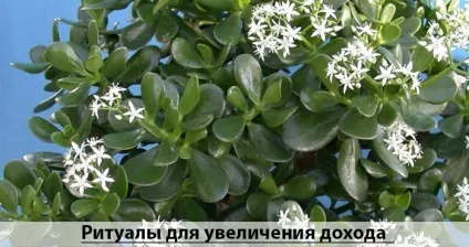 Як садити грошове дерево для залучення грошей (грошей) Як садити грошове дерево для залучення грошей