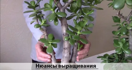 Як садити грошове дерево для залучення грошей (грошове) Як садити грошове дерево для залучення грошей