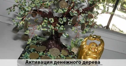 Як садити грошове дерево для залучення грошей (грошове) Як садити грошове дерево для залучення грошей