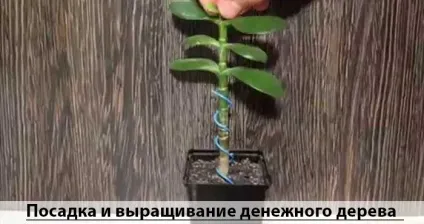 Як садити грошове дерево для залучення грошей (грошей) Як садити грошове дерево для залучення грошей