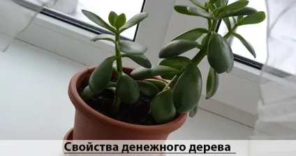 Як садити грошове дерево для залучення грошей (залучення) Як садити грошове дерево для залучення грошей