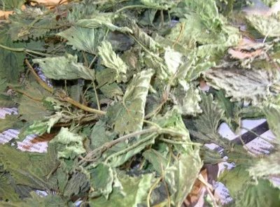 Як сушити кропиву, успіх з neways (лікарські рослини) Як сушити кропиву, успіх з neways