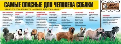 Як стати лідером для собаки