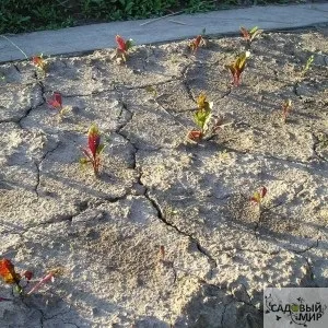 Як поліпшити глинистий грунт (глинистий) Як поліпшити глинистий грунт
