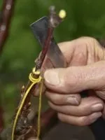 Як виростити сливу з кісточки (виростити сливу кісточки) Як виростити сливу з кісточки