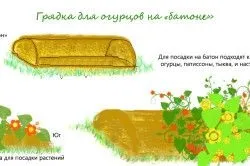 Як виростити огірки під плівкою популярна агротехніка (огірки) Як виростити огірки під плівкою популярна агротехніка