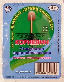 Як вирости троянду з букета будинку (букета) Як вирости троянду з букета будинку