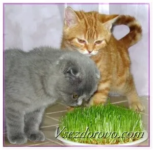 Як виростити травичку для кішки будинку & amp; # 127808 & amp; # 128008 чому коти їдять траву (кішка) Як виростити травичку для кішки будинку & amp; # 127808 & amp; # 128008 чому коти їдять траву