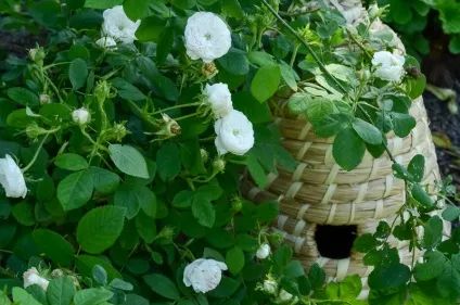 Як вибрати троянду по групі класифікація троянд (пагонах поточного року) Як вибрати троянду по групі класифікація троянд
