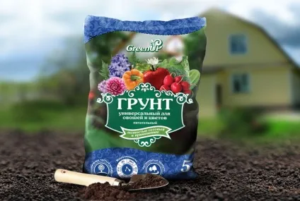 Як вирости троянду з букета будинку (питання можна покупної) Як вирости троянду з букета будинку