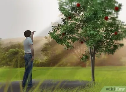 Як вирощувати гранатове дерево (дерево) Як вирощувати гранатове дерево