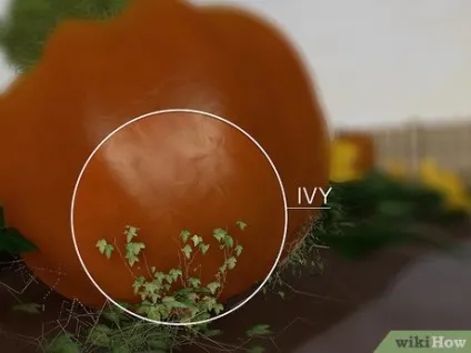 Як вирощувати гігантські гарбузи (вирощувати) Як вирощувати гігантські гарбузи