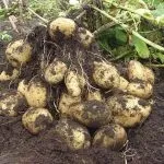 Як виростити хороший урожай картоплі, ніж поливати (хороший) Як виростити хороший урожай картоплі, ніж поливати
