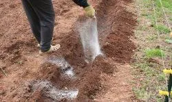Як виростити хороший урожай картоплі, ніж поливати (картоплі) Як виростити хороший урожай картоплі, ніж поливати
