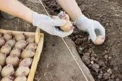 Як виростити хороший урожай картоплі, ніж поливати (картоплі) Як виростити хороший урожай картоплі, ніж поливати