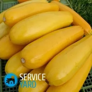 Як зберігати кабачки, serviceyard-затишок вашого будинку в ваших руках (кабачки) Як зберігати кабачки, serviceyard-затишок вашого будинку в ваших руках