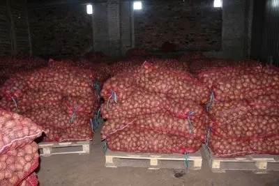 Як зберігати картоплю взимку в квартирі і погребі з підвалом (погребі) Як зберігати картоплю взимку в квартирі і погребі з підвалом