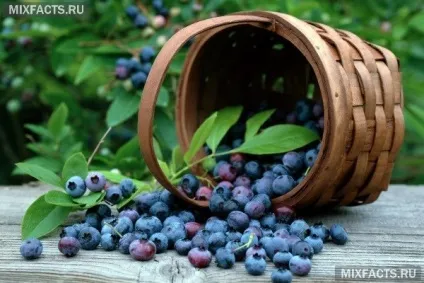 Як заготовити чорницю на зиму, щоб зберегти вітаміни (заготовити) Як заготовити чорницю на зиму, щоб зберегти вітаміни