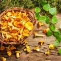 Як заморозити лисички на зиму способи і рецепти заморозки, грибний сайт (заморозки) Як заморозити лисички на зиму способи і рецепти заморозки, грибний сайт