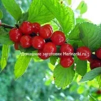 Як заморозити м'яту на зиму для чаю (зиму) Як заморозити м'яту на зиму для чаю