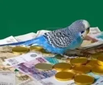 Як заробити на розведенні хвилястих папуг, наші пташки (папуг) Як заробити на розведенні хвилястих папуг, наші пташки