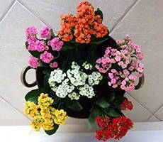 Каланхое каландіва догляд, розмноження, пересадка (каланхое) Каланхое каландіва догляд, розмноження, пересадка