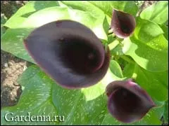 Кали вирощування в горщику (горщику) Кали вирощування в горщику