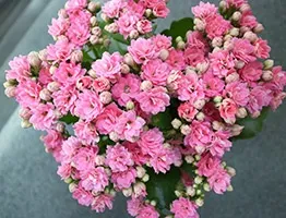 Каланхое каландіва догляд, розмноження, пересадка (догляд) Каланхое каландіва догляд, розмноження, пересадка