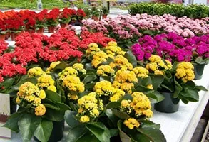 Каланхое каландіва догляд, розмноження, пересадка (пересадка) Каланхое каландіва догляд, розмноження, пересадка