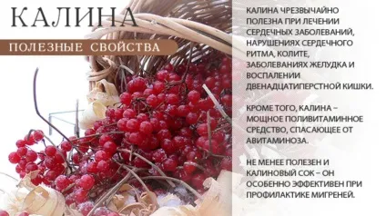 Калина користь і шкода для здоров'я, показання, протипоказання; застосування калини при вагітності (застосування) Калина користь і шкода для здоров'я, показання, протипоказання; застосування калини при вагітності