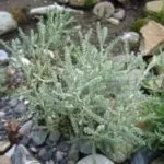 Кануфер лікарська рослина в медецини і в побуті (рослина) Кануфер лікарська рослина в медецини і в побуті