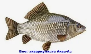 Карась в акваріумі, блог акваріума