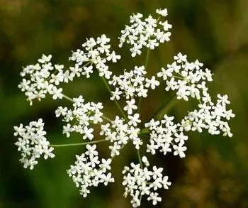 Камнеломка - лікувальні властивості і медичне застосування (властивості) Камнеломка - лікувальні властивості і медичне застосування