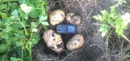 Картопля вирощуємо