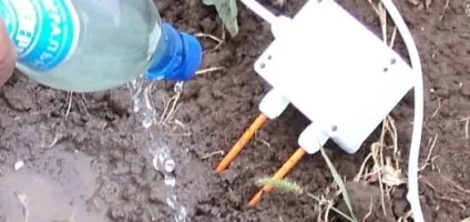 Картопля вирощуємо