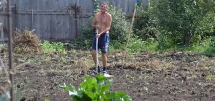 Картопля вирощуємо