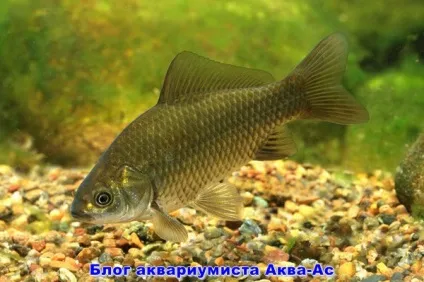 Карась в акваріумі, блог акваріума