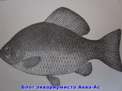 Карась в акваріумі, блог акваріума
