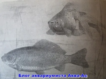 Карась в акваріумі, блог акваріума