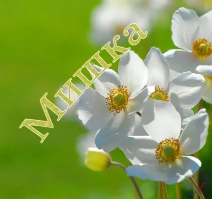 Картинки з ім'ям миша, михайло, картинки з іменами (миша) Картинки з ім'ям миша, михайло, картинки з іменами