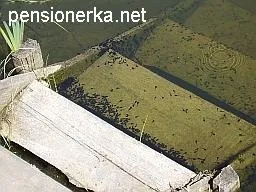 Очищення садового водоймища на дачі і садовому участе, два простих способи очищення, карасі в ставку, (пуголовки) Очищення садового водоймища на дачі і садовому участе, два простих способи очищення, карасі в ставку,