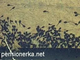 Очищення садового водоймища на дачі і садовому участе, два простих способи очищення, карасі в ставку, (пуголовки) Очищення садового водоймища на дачі і садовому участе, два простих способи очищення, карасі в ставку,