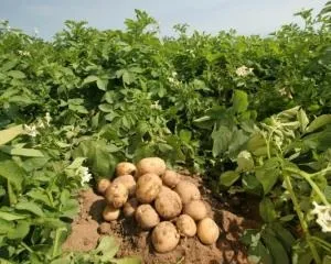 Підгортання картоплі потрібно чи ні (картопля) Підгортання картоплі потрібно чи ні