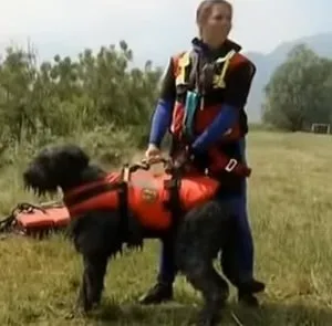 Опис породи собак український чорний тер'єр (собака сталіна) з відгуками власників і фото (український) Опис породи собак український чорний тер'єр (собака сталіна) з відгуками власників і фото