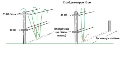 Огорожа для малини - опис, фото і ціна питання (малини) Огорожа для малини - опис, фото і ціна питання