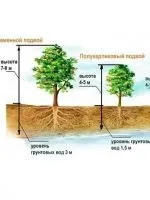 Клумби з петунії