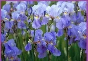 До чого дарують іриси значення кольорів (давньогрецька богиня Ірида) До чого дарують іриси значення кольорів